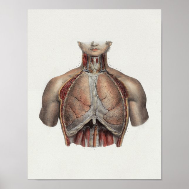 Affiches Anatomie Vintage de la poitrine de 1867 Imprimer (Devant)