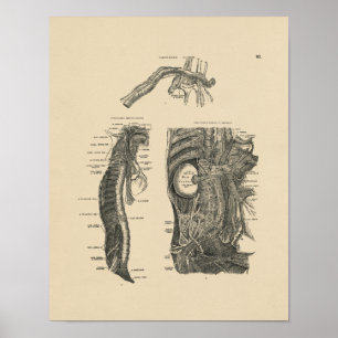 Affiches Anatomie vintage des nerfs humains 1880 Imprimer