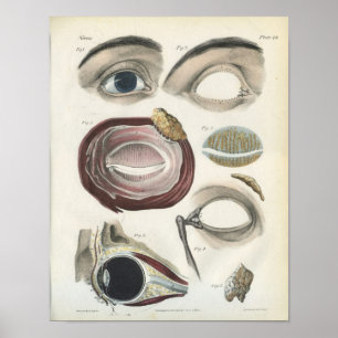 Affiches Anatomie Vintage des yeux