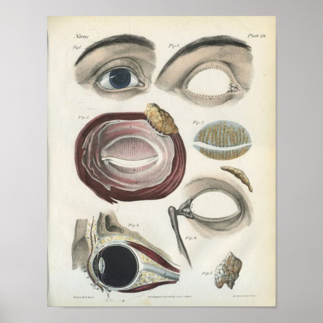 Affiches Anatomie Vintage des yeux (Devant)