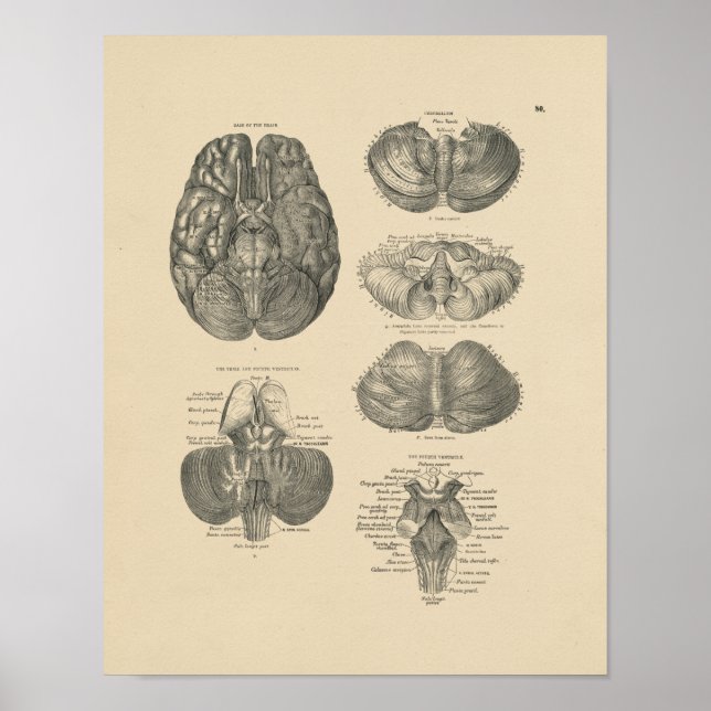 Affiches Anatomie vintage du cerveau humain 1880 Imprimer (Devant)