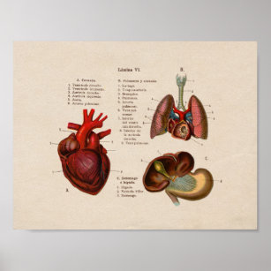 Affiches Anatomie Vintage espagnole Imprimer poumons Coeur