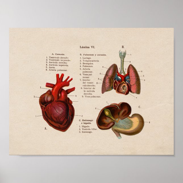 Affiches Anatomie Vintage espagnole Imprimer poumons Coeur (Devant)