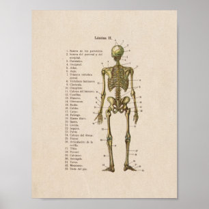 Affiches Anatomie Vintage espagnole Imprimer Squelette Bone