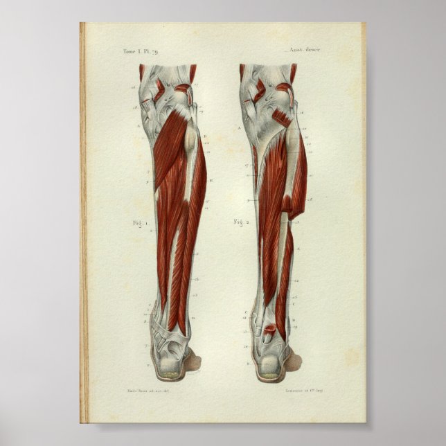 Affiches Anatomie Vintage humaine Imprimer Muscles Jambe (Devant)