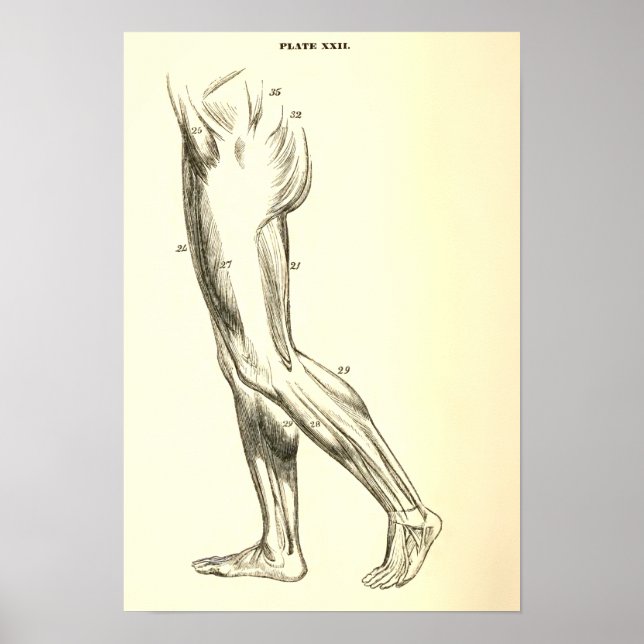 Affiches Anatomie vintage | Muscles de jambe II (Devant)