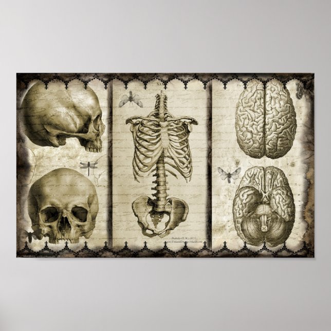 Affiches Anatomiser (Devant)