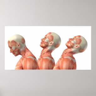 Affiches Anatomy of male head muscles in various poses