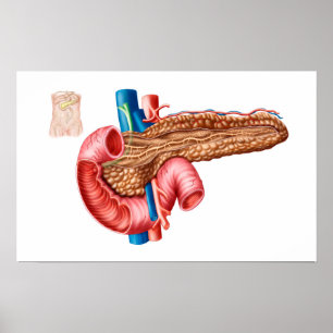 Affiches Anatomy Of Pancreas