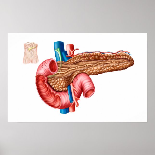 Affiches Anatomy Of Pancreas (Devant)