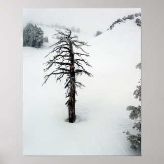 Affiches Ancien arbre au Mont Bachelor