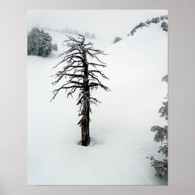 Affiches Ancien arbre au Mont Bachelor (Devant)