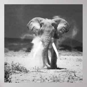 Affiches Ancien éléphant