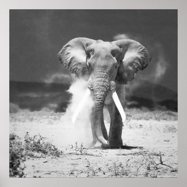 Affiches Ancien éléphant (Devant)