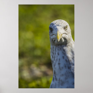 Affiches Ancien Mouette Cranky (Ajouter Votre Propre Texte)