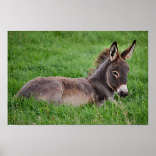 Affiches Âne dans l'herbe