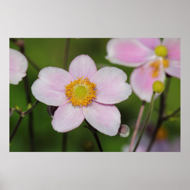 Affiches Anémon rose (Devant)