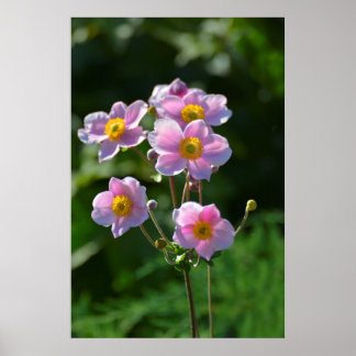 Affiches Anemone Japonaise fleurit rose dans le jardin, gro