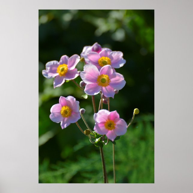 Affiches Anemone Japonaise fleurit rose dans le jardin, gro (Devant)