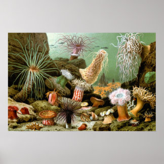 Affiches Anémones de mer vintage, Vie marine Animaux de l'o