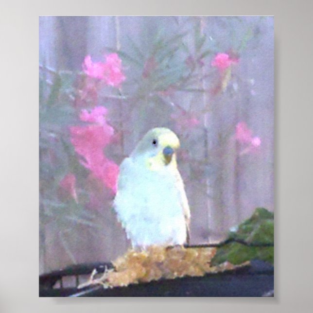 Affiches Angel le Budgie (Devant)