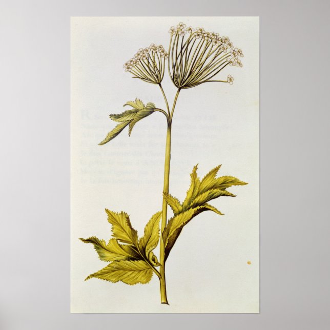 Affiches Angelica, de 'La Guirlande de Julie', c.1642 (Devant)