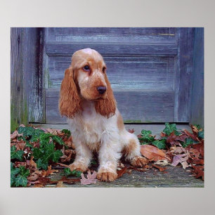 Affiches Anglais Cocker Spaniel Print