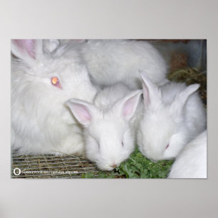 AFFICHES ANGORA RABBITS
