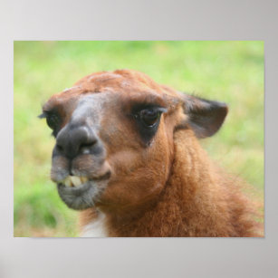 Affiches Angry Llama Animal de ferme