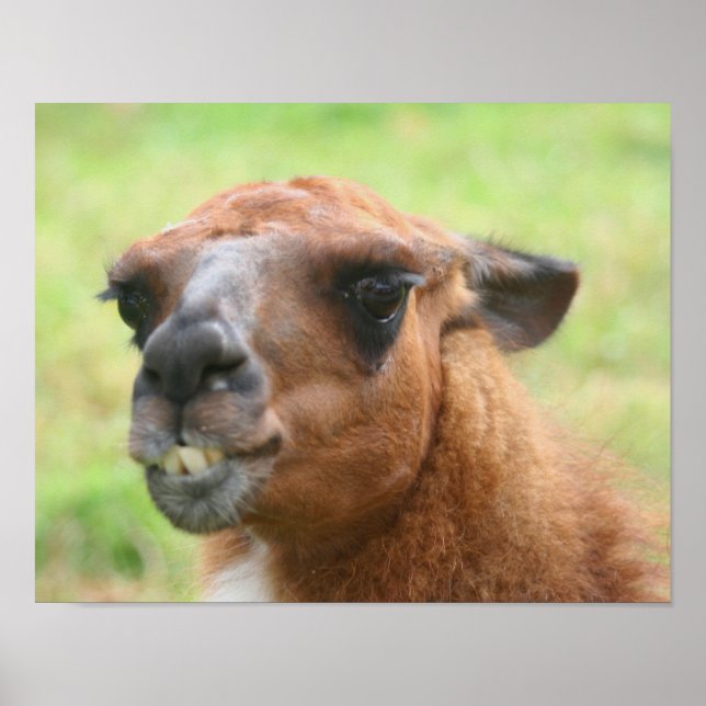 Affiches Angry Llama Animal de ferme (Devant)