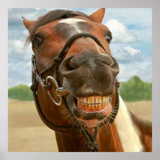 Affiches Animal - Cheval - J'ai finalement enlevé mes brace (Devant)