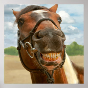 Affiches Animal - cheval - je suis finalement descendu de