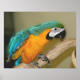 Affiches Animal de perroquet bleu et or macaw