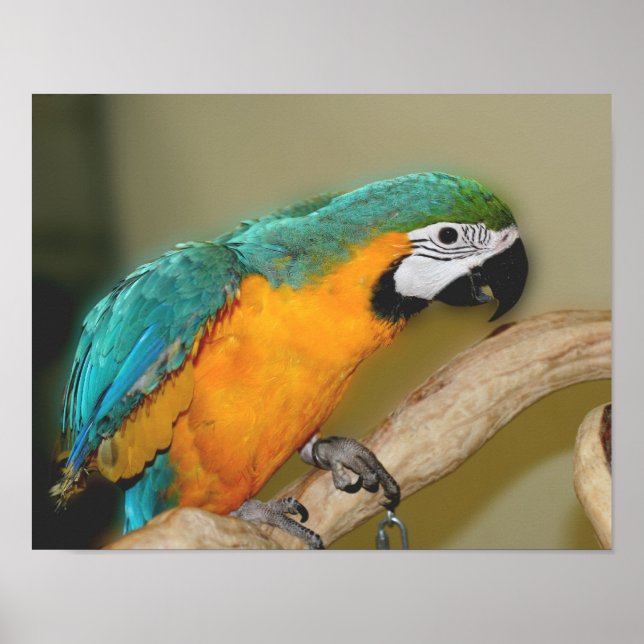 Affiches Animal de perroquet bleu et or macaw (Devant)