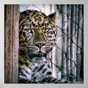Affiches Animal exotique de zoo de léopard d'Amur