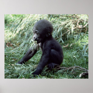 Affiches Animaux - Baby Gorilla Gros plan