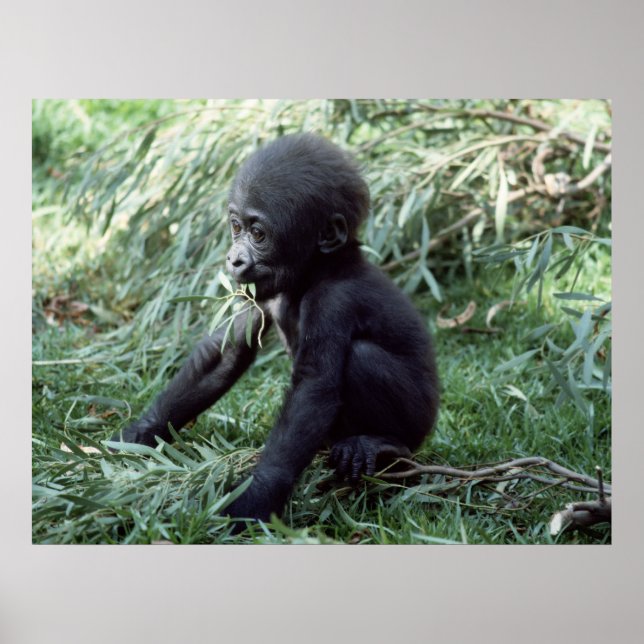 Affiches Animaux - Baby Gorilla Gros plan (Devant)