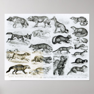 Affiches Animaux carnivores