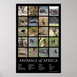 Affiches Animaux d'Afrique