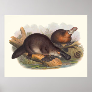 Affiches Animaux D'Australie Le Canard A Facturé Platypus