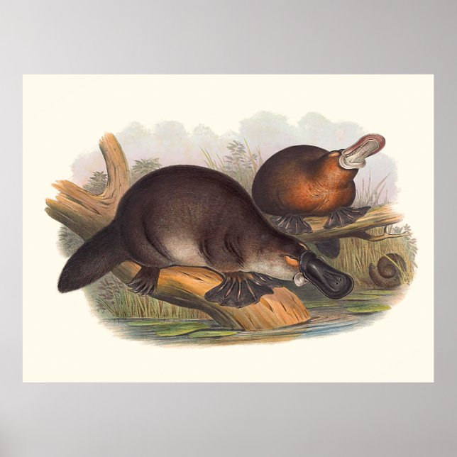 Affiches Animaux D'Australie Le Canard A Facturé Platypus (Devant)