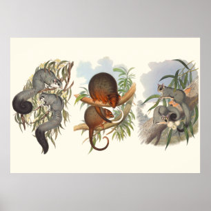 Affiches Animaux D'Australie Les Trois Possum
