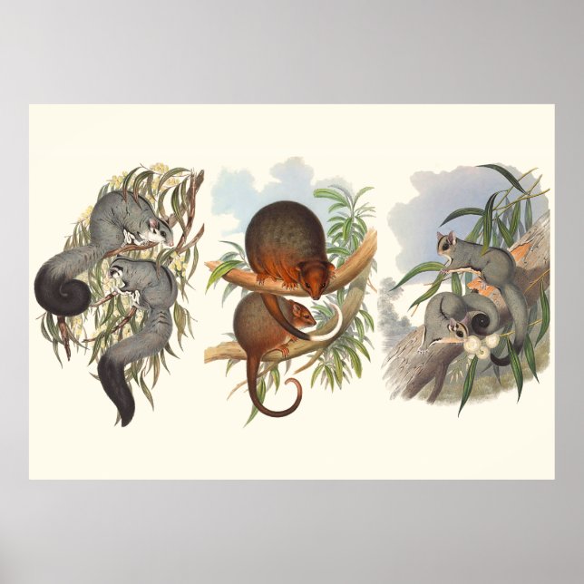 Affiches Animaux D'Australie Les Trois Possum (Devant)