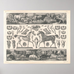 Affiches Animaux de ferme Imprimer Vaches des années 1800 C