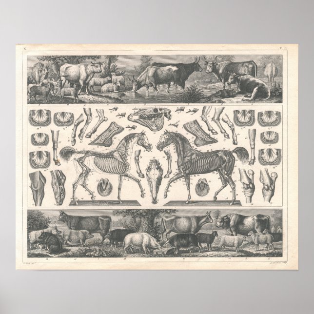 Affiches Animaux de ferme Imprimer Vaches des années 1800 C (Devant)