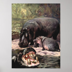 Affiches Animaux sauvages vintages, Hippopotame par CE Swan