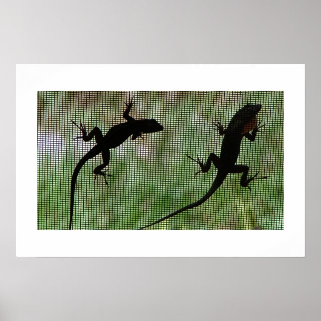 Affiches Anole double (Devant)