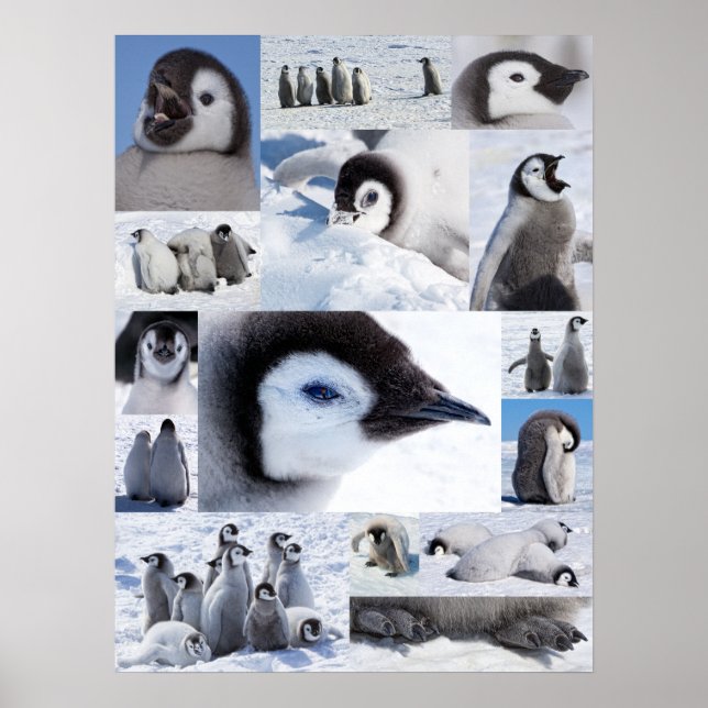 Affiches Antarctic Emperor Penguin Chicks Photo Collage (Devant)