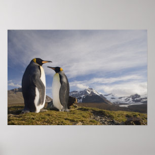 Affiches Antarctique, île de Géorgie du Sud Royaume-Uni), r