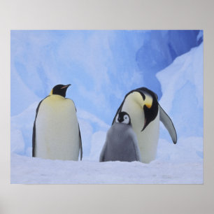 Affiches Antarctique. Manchots empereurs et poussin